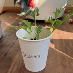 Organic Mustard Ready To Be Planted