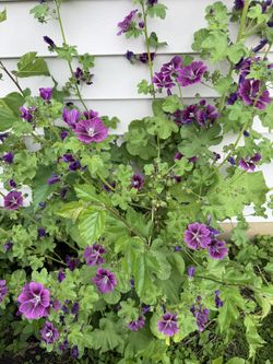 Zebra Malva Plants. Perennial Flowers.