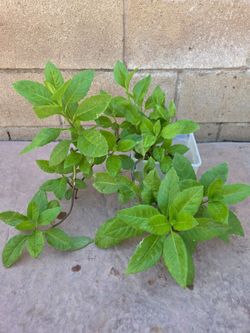 Insulina Plant Medesinal
