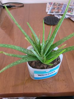 New alovera plant