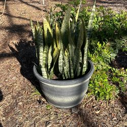 Snake plant