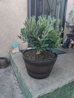 Dwarf Olive Bonsai Trees