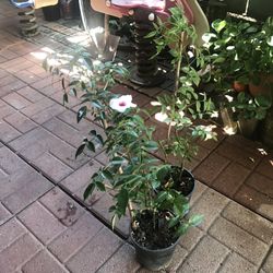 Plantas