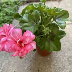 Geranium Ivy Hanging Doubles Flowers  Plant, In 6 Inch Pot Is  Uncommon Flower Very Beautiful Flowers    Pick Up Only