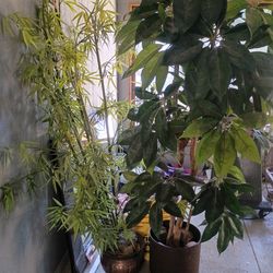 Two decorative plants