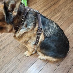  Big Dog Leather Harness Bestia "Aztec