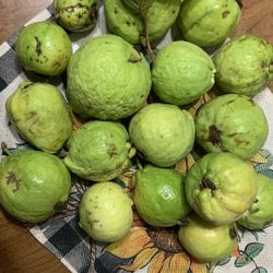 Guava Ổi Giòn Ngọt 4$ Lb