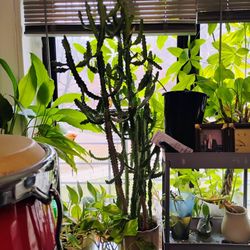 Very Tall Cactus Plants That Love Lots Of Water