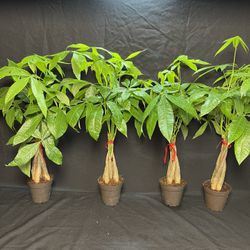 24”Tall Money Tree-2ft Tall Money Tree Plants($10 each )