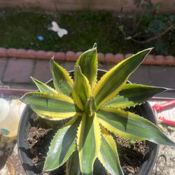 AGAVE LOPHANTHA QUADRICOLOR