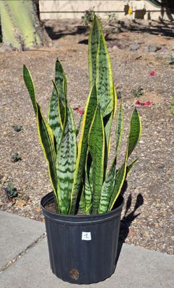 Sansevieria Laurentii Snake Plant Large #1