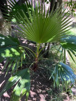 Natural Palm Tree Arbol de Palma