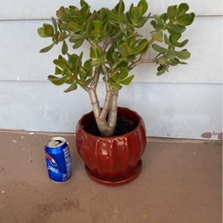 Bonsai Jade Plant Planta De La Abundancia 