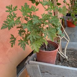 Cintronela Plant