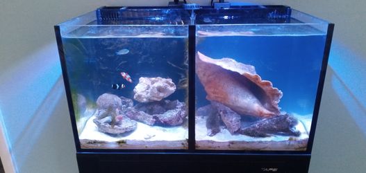 Fish Tank