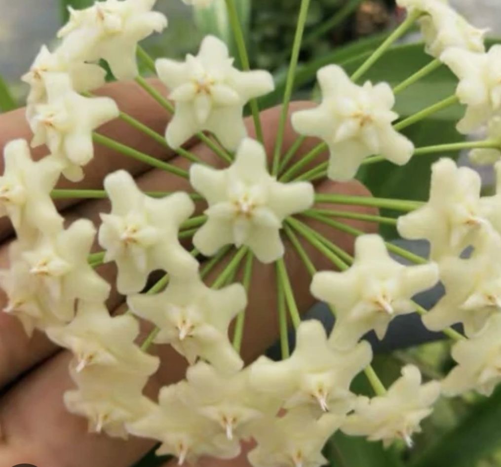 Rare Hoya Publicalix White Dragon 