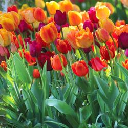 Brilliant Mix Melange Tulip Plant Bulbs 🌷Flowers