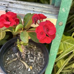 Corona De  Espinas Rojo