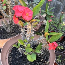 Planta Corona De Cristo