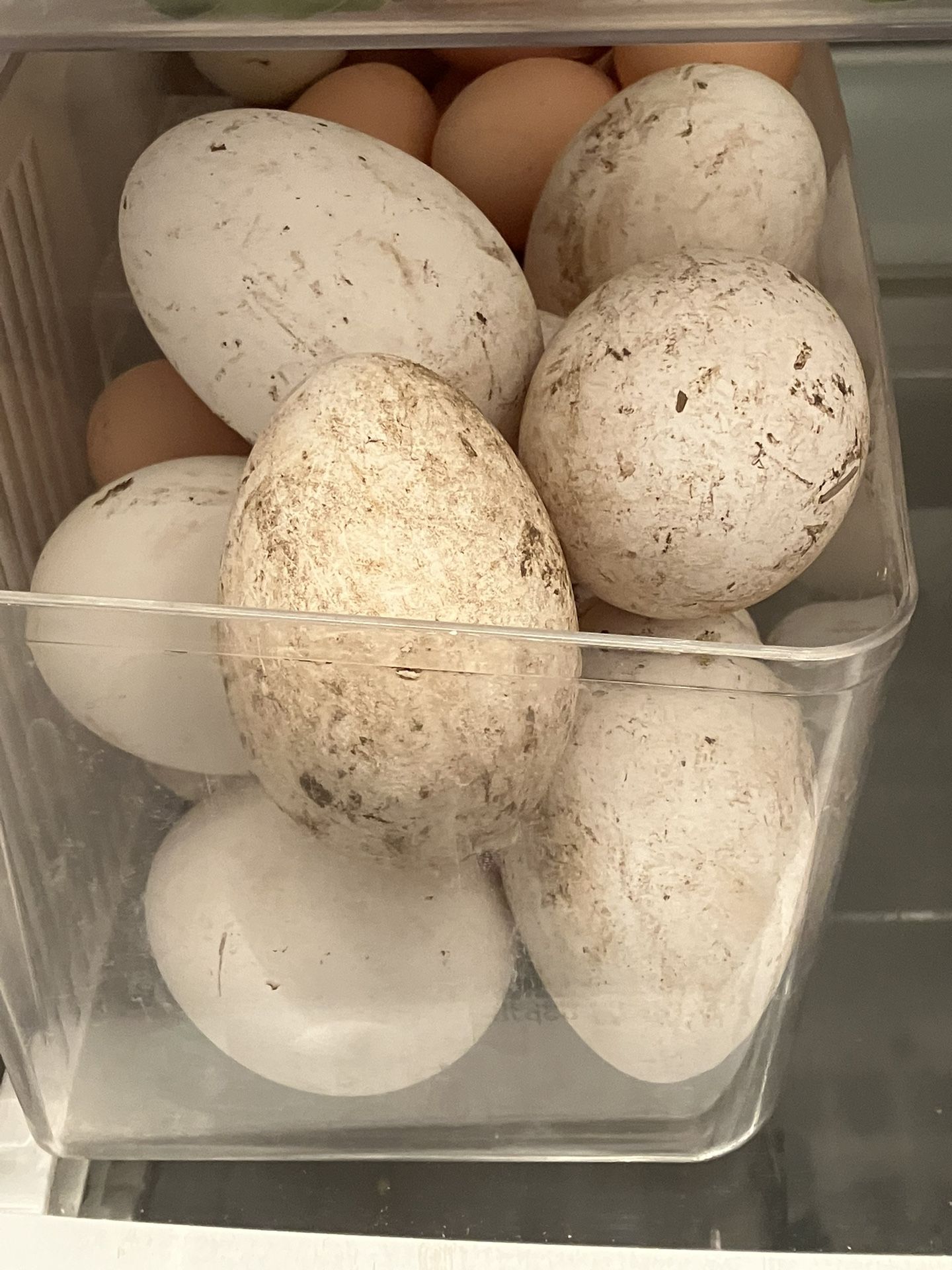 Goose Eggs for Sale