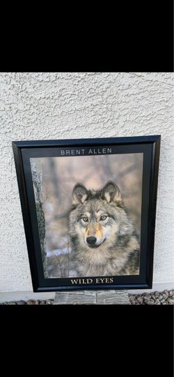 Brent Allen Wild Eyes Framed Wolf Poster 17.5”x21.5”