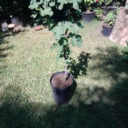 Plantas De Higuera
