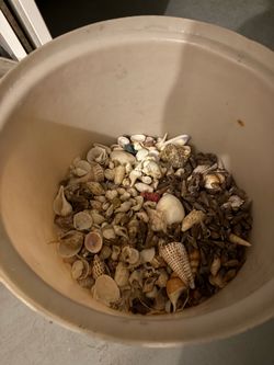 Collection of natural sea shells