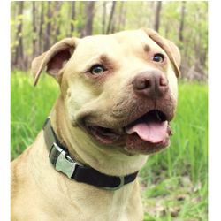 Vibrant Life Comfort Premium Reflective Dog Collar, Metal Buckle, Olive Green, Small