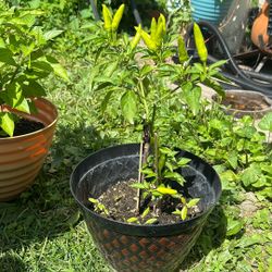 Tabasco And Herbanero Hot Pepper 
