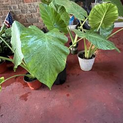 Elephant Ears Plants