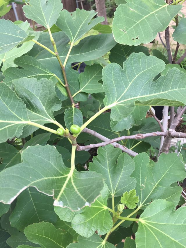 Fig Trees For Sale 