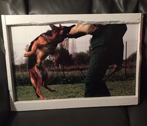 Furry Friends portraits