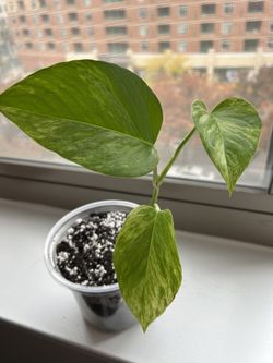 Marble Queen Pothos