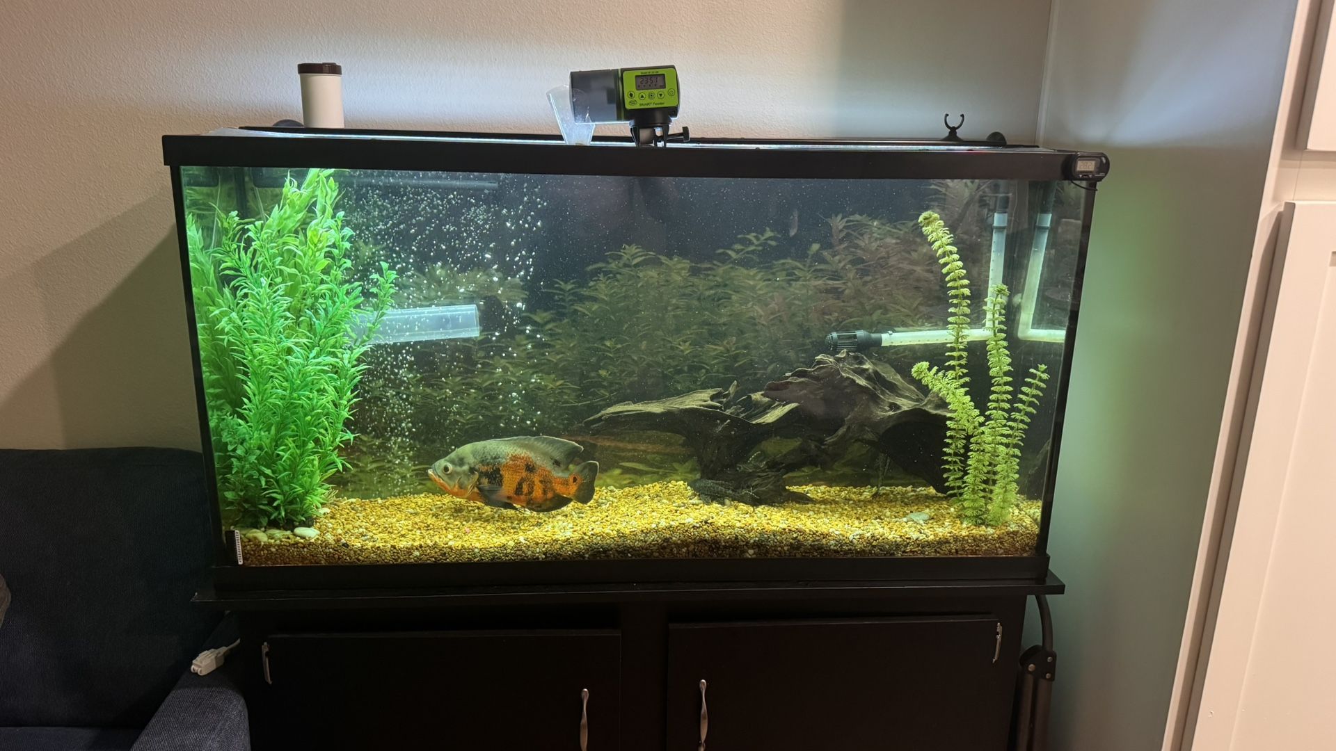 π Turn-Key 65-Gallon Aquarium Setup β Everything Included! π πΏ