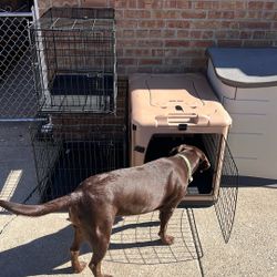 Dog Cage