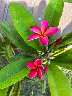 Plumeria cuttings 1 to 3 feet long