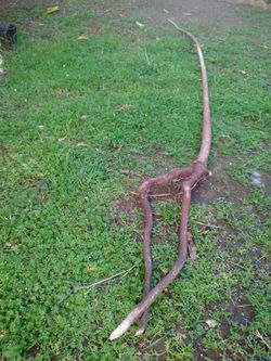 Genuine Driftwood For Aquariums Terrariums Decor Etc