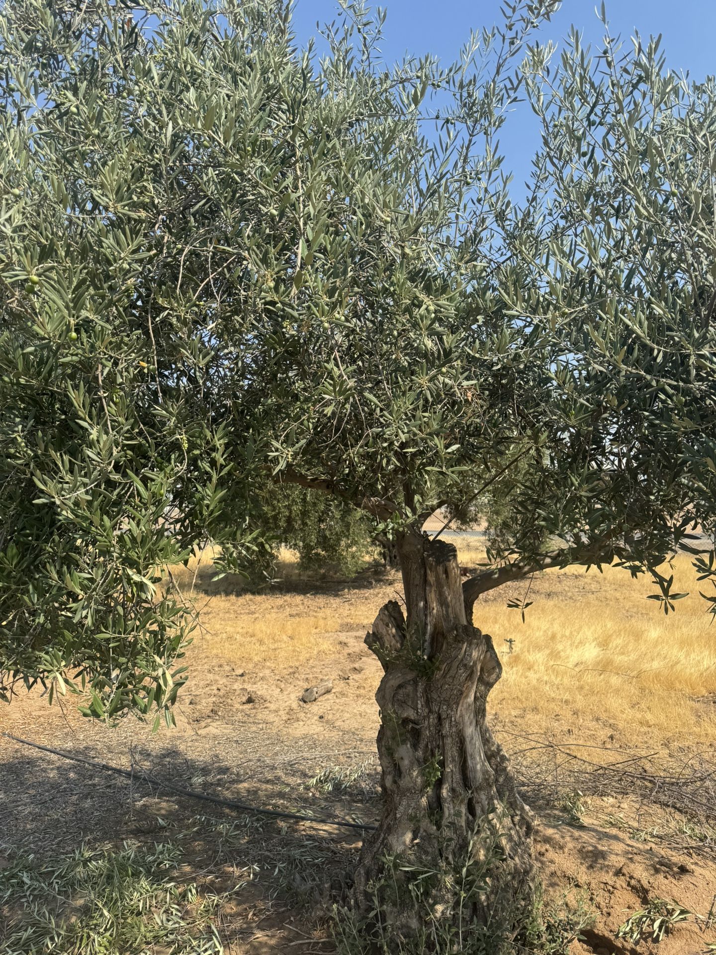 Olive Trees Bonsai