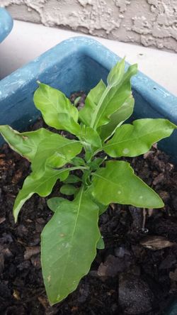 CoraSandra tropical Asian plant ready for this season .. orange flowers
