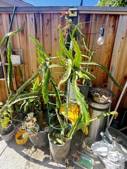 Organic Red meat Dragon Fruit Plant With Trellis