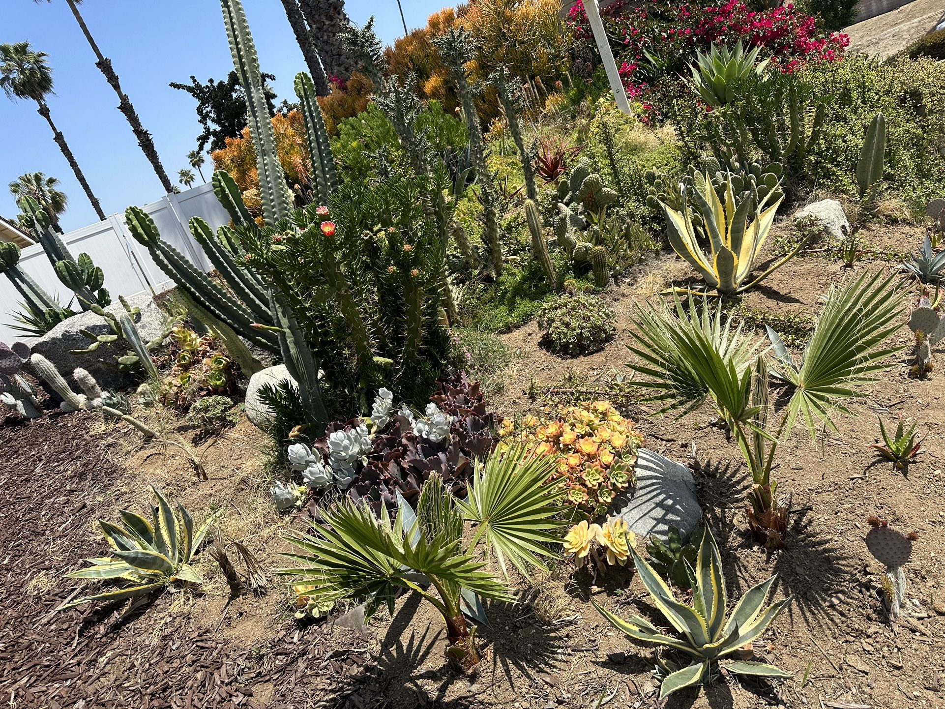 Succulents- Cactus 🌵 Flowers 💐 