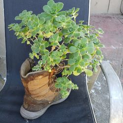 Plant For Sale