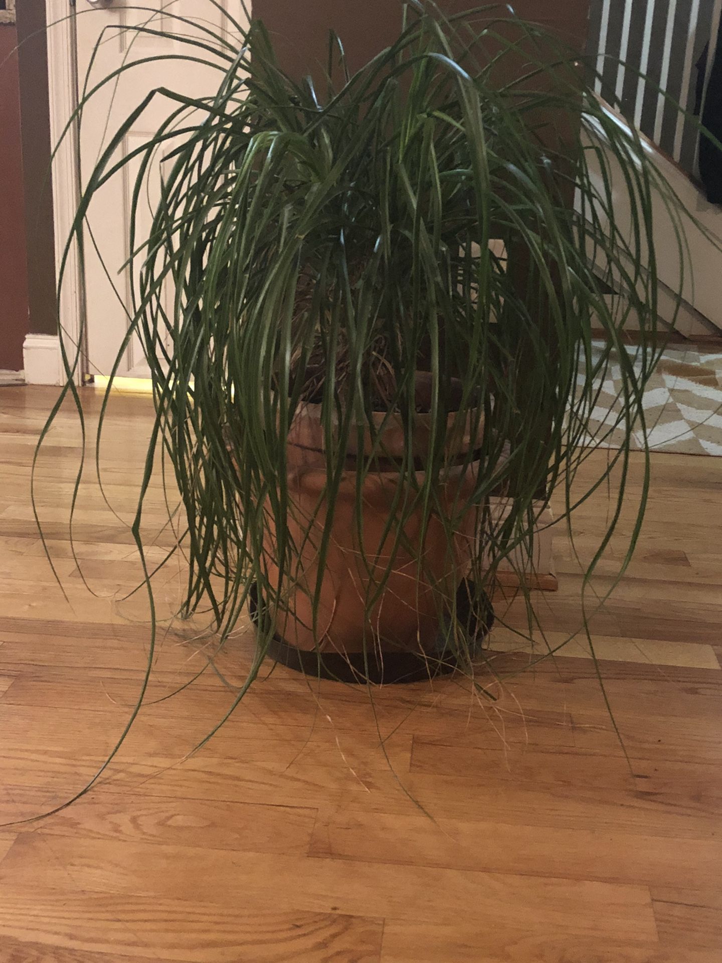 Large ornamental grass plant in pot
