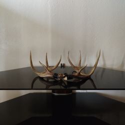 Deer Antlers