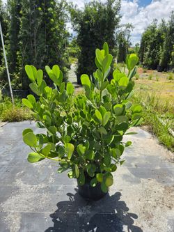 Huge clusias over 4  feet tall instant privacy hedge for fence  sizes available
