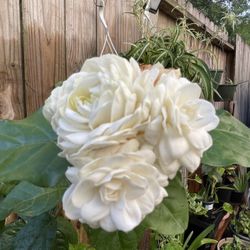 🌳🌳 GRAN DUKE PLANT 🌳🌳