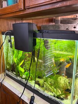 29 gallon fish tank