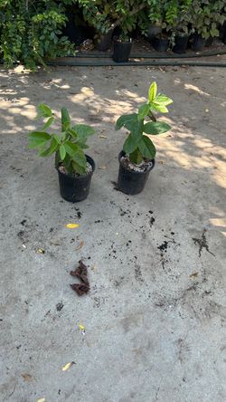 huayabas rosa $10