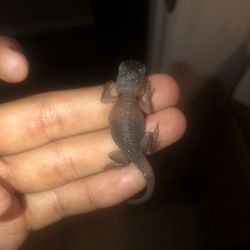 Black Bearded Dragon Baby