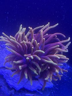 Saltwater decoration